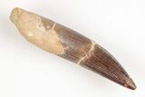 2.86" Fossil Plesiosaur (Zarafasaura) Tooth - Morocco - #202000-1